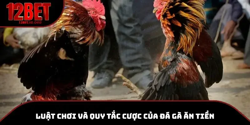 Tìm hiểu về luật chơi tại đá gà ăn tiền
