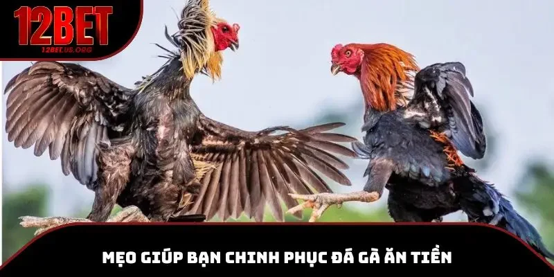 Mẹo giúp bạn chinh phục đá gà ăn tiền