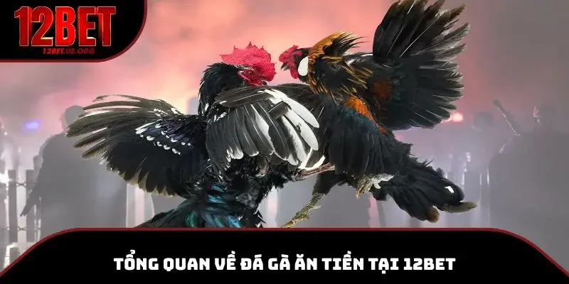Khám phá về sảnh đấu đá gà ăn tiền trực tuyến