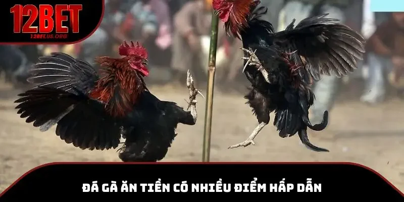 Đá gà ăn tiền có nhiều điểm hấp dẫn