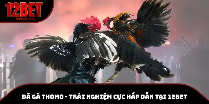 đá gà thomo