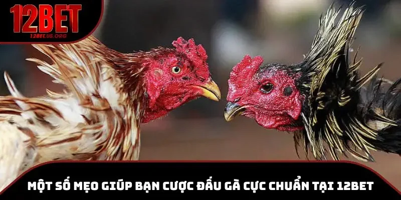 Mẹo cược đấu gà chính xác tại 12BET