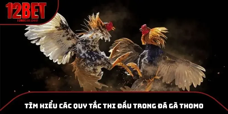 Tìm hiểu các quy tắc thi đấu trong đá gà Thomo