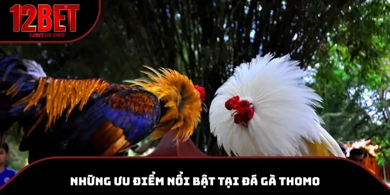 Những ưu điểm nổi bật tại đá gà thomo