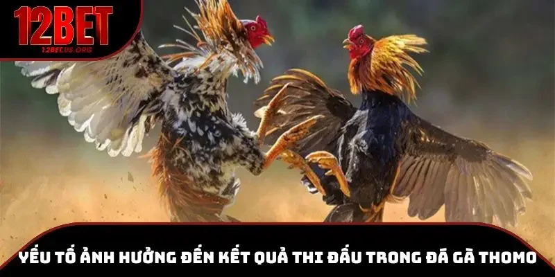Các yếu tố quyết định kết quả thi đấu đá gà Thomo