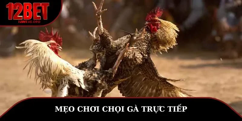 Mẹo chơi chọi gà trực tiếp