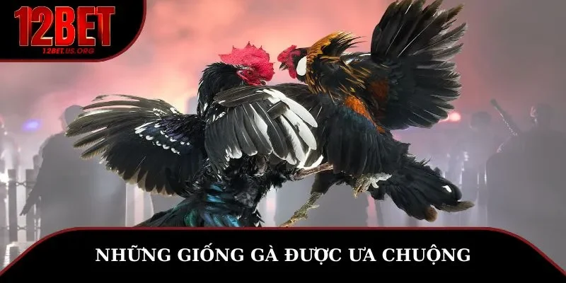 Những giống gà được ưa chuộng