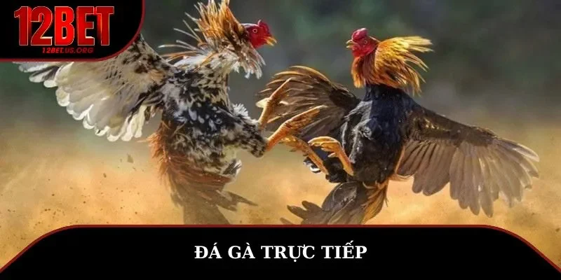 đá gà trực tiếp