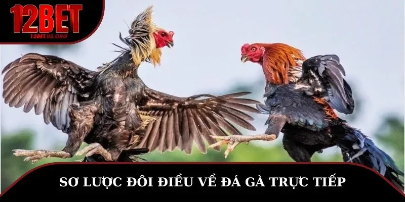 Sơ lược đôi điều về đá gà trực tiếp