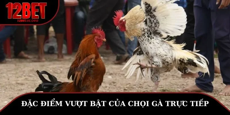 Đặc điểm vượt bật của chọi gà trực tiếp