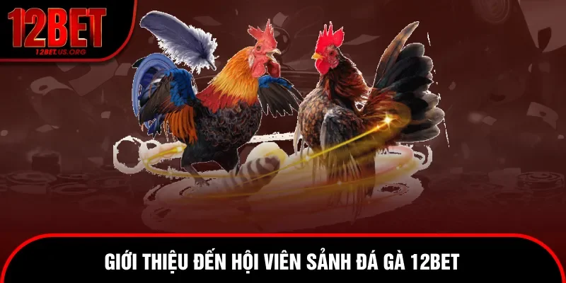Giới thiệu hội viên về đá gà 12bet